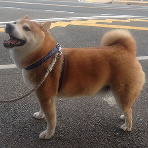 柴　岡野コロ