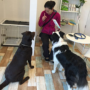 ボーダーコリー　城代サニー