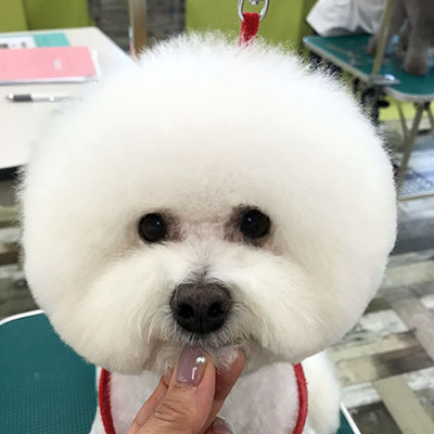 ドッグフォト