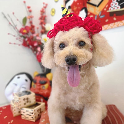 ドッグフォト