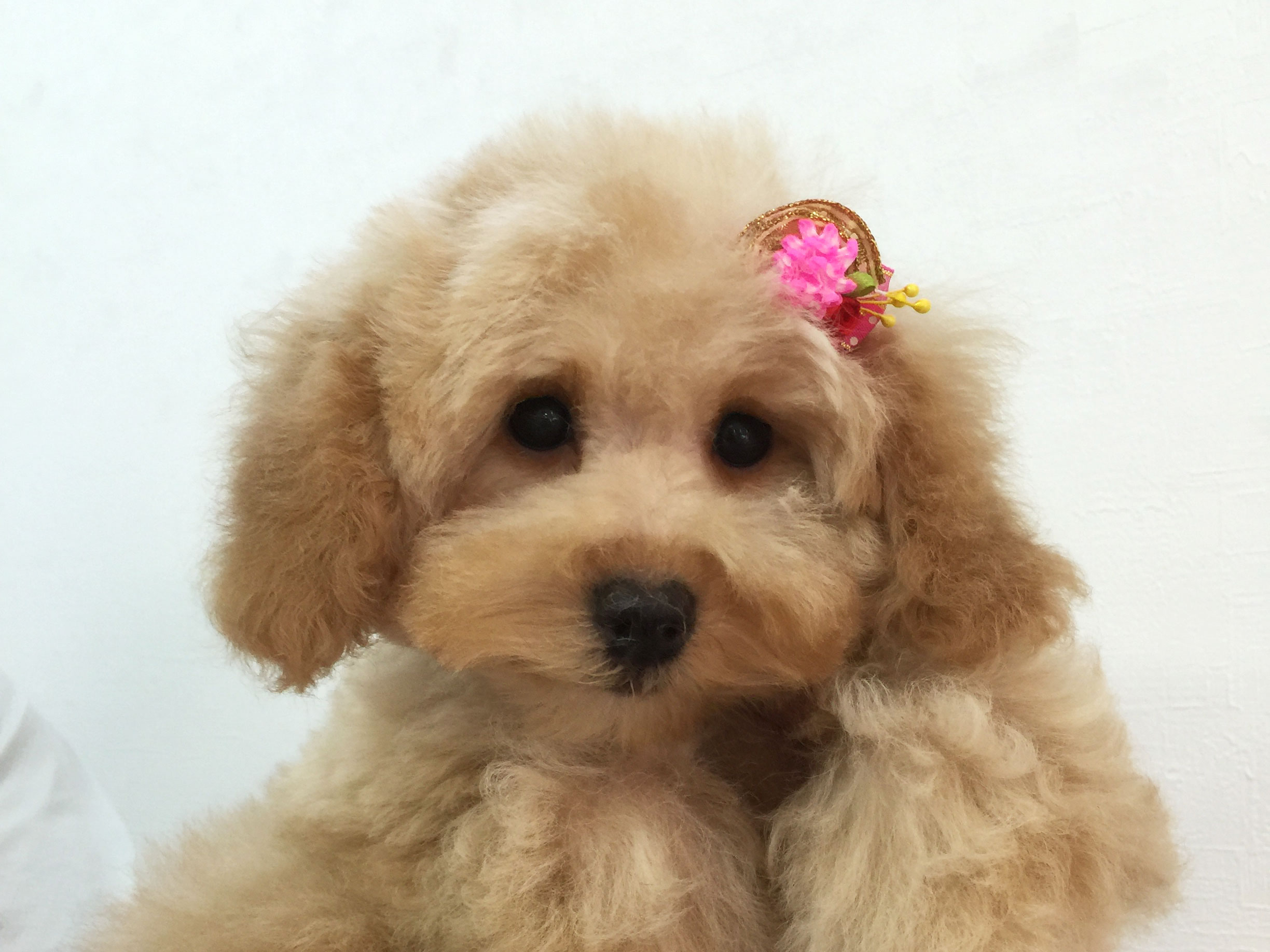 ペット美容室HAPPYからのお知らせ
