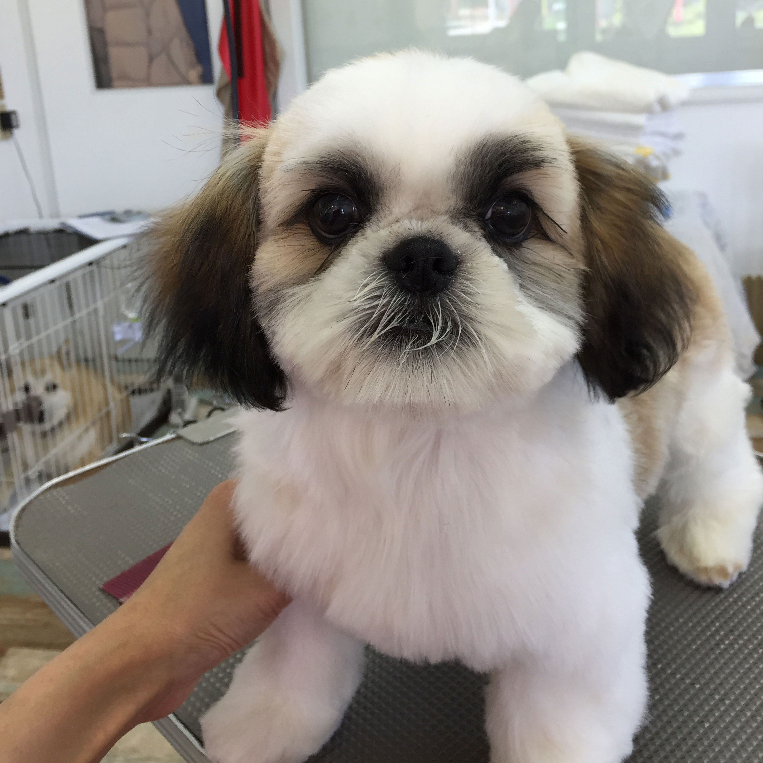 福岡福津市犬トリミング